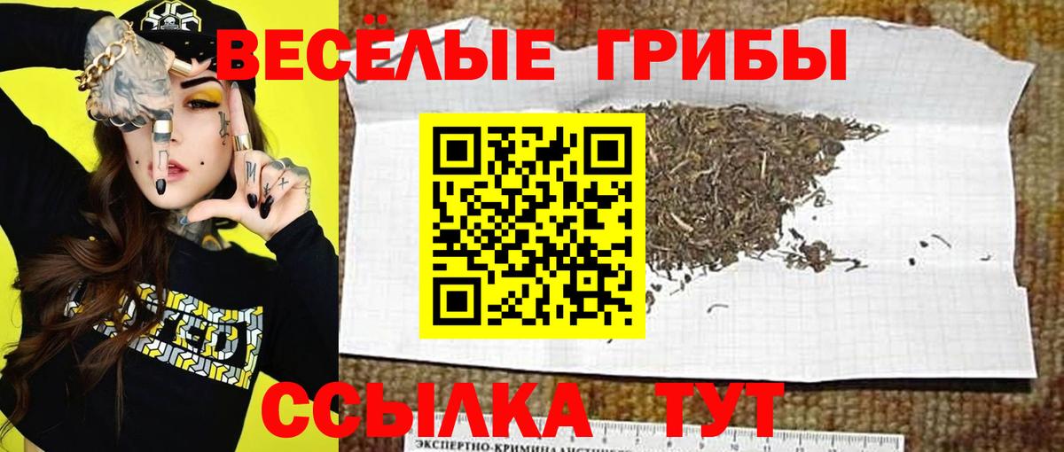 Галлюциногенные грибы Psilocybe Волжский